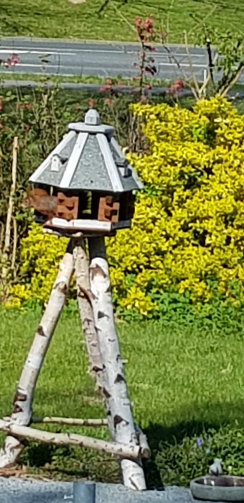 Eichhörnchen im Waldcafe & Hüttenzauber Liebenburg Zuhause